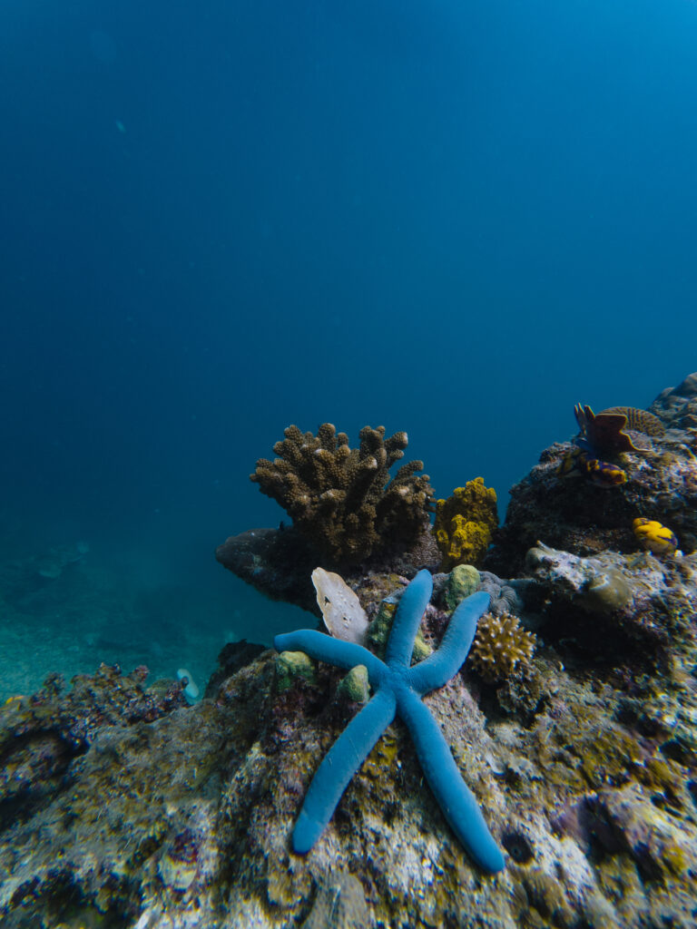 Blue sea star in Cadlao Lagoon, El Nido, Palawan, Philippines
