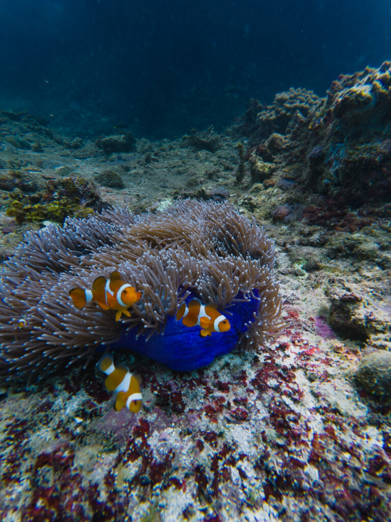 Spotting clown fish while snorkling in Cadlao Lagoon, El Nido, Palawan, Philippines
