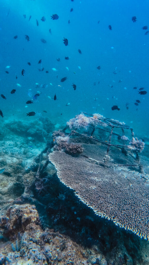 School of fish, Paradise Beach, El Nido, Palawan, Philippines