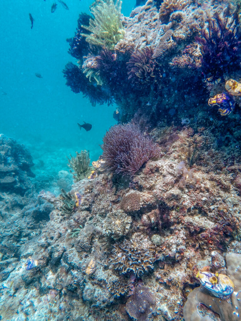 Reef with fish, Paradise Beach, El Nido, Palawan, Philippines