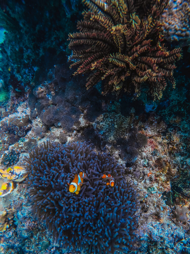 Clown fish family, Paradise Beach, El Nido, Palawan, Philippines