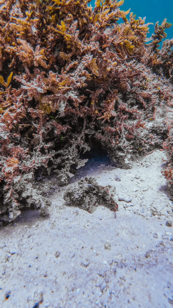 Scorpion fish, Paradise Beach, El Nido, Palawan, Philippines